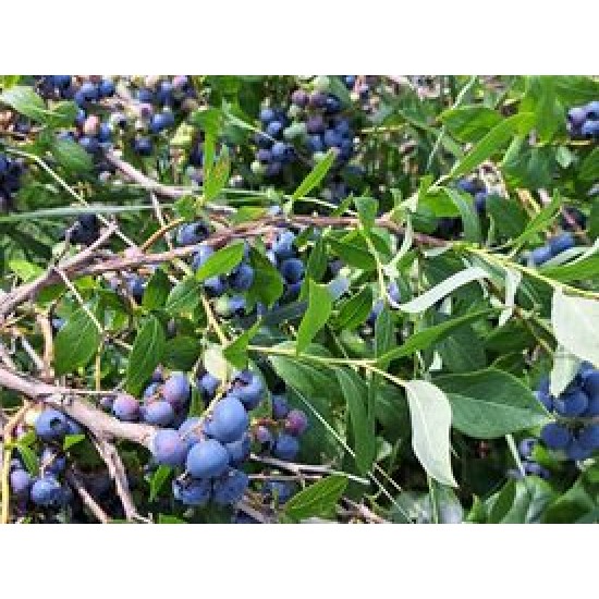 Organic Blueberries